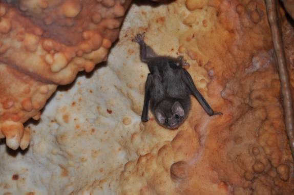 Morcego hematófago na Gruta das Rãs, em Aurora do Tocantins - TO